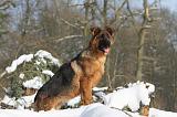 BERGER ALLEMAND 501